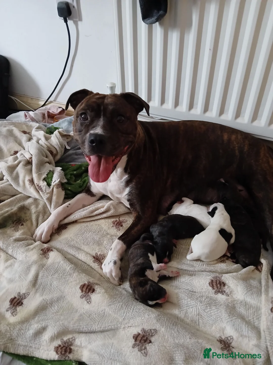 Mixed Breed dogs for sale: Puppys in Warwick - Advert 4