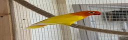 Lovebirds birds for sale: 2 year old male lutino lovebird - Advert 3