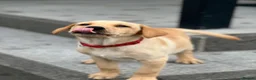 Labrador Retriever dogs for sale: 2 male Labradors - Advert 5