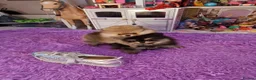 Pomeranian dogs for sale: RARE in size True mini pups 3💙 1🩷 40+🏆lines  - Advert 5