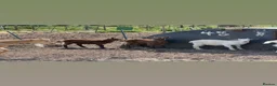 Goats livestock for sale: Goldern Gurnsey/Bagot - Advert 3