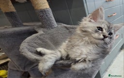 Maine Coon cats for sale: Maine coon  - Image 2