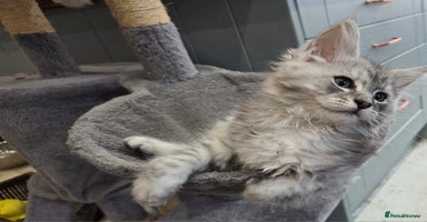 Maine Coon cats - Advert 1