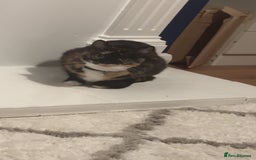 Mixed Breed cats for sale: 2 female cats  - Image 1