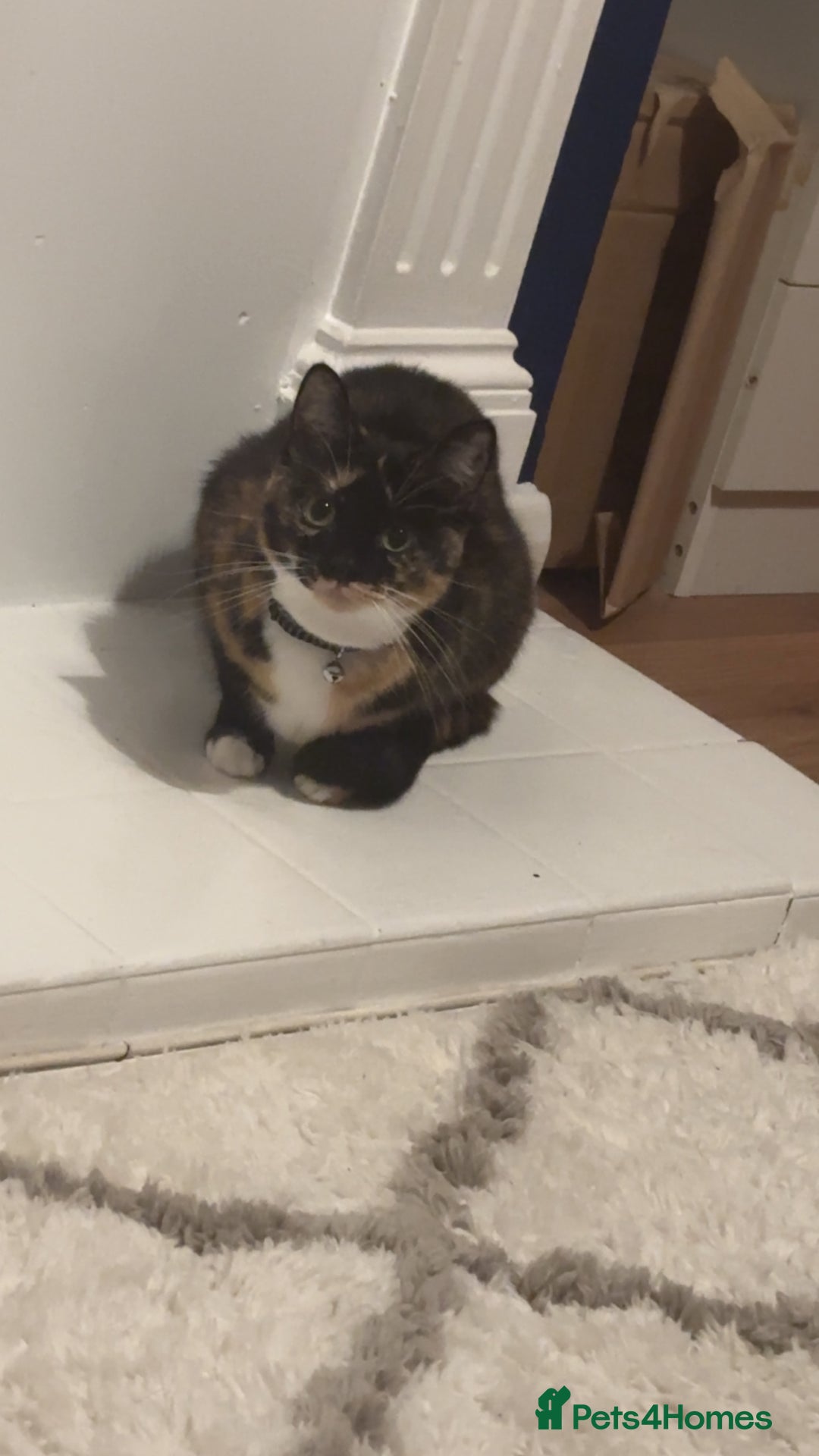 Mixed Breed cats for sale: 2 female cats  - Image 1