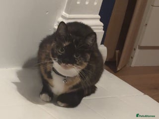 Mixed Breed cats - Advert 12