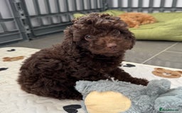 Cockapoo dogs for sale: Cockapoo puppies  - Image 8