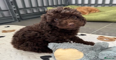 Cockapoo dogs - Advert 6