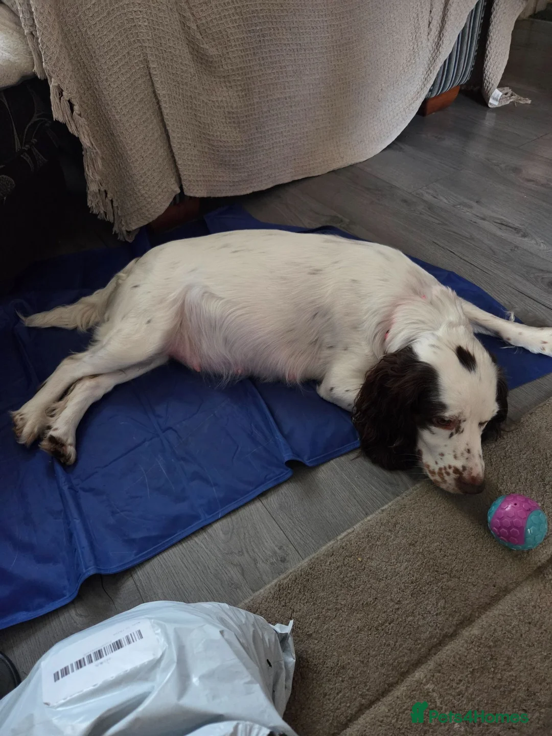 Cocker Spaniel dogs for sale: Cocker spaniel puppies  in Middlesbrough - Advert 11