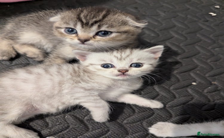Scottish Fold cats - Advert 1