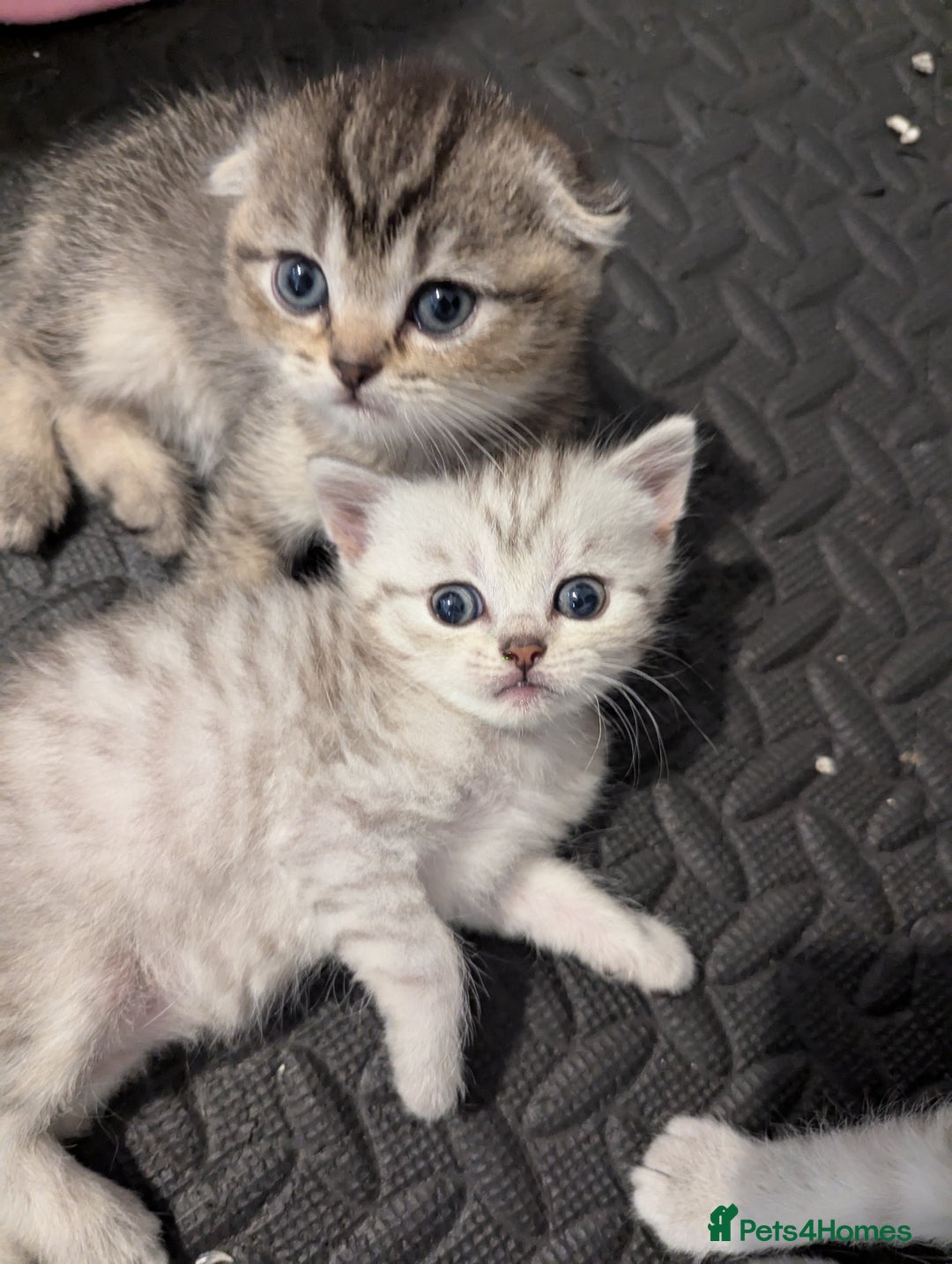 Scottish Fold cats for sale: 🐾 Beautiful Scottish Fold Kittens (3 Reserved) 🐾 - Image 6
