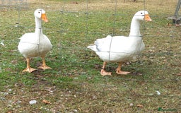 Geese poultry for sale: 2 Pilgrim geese - Image 3