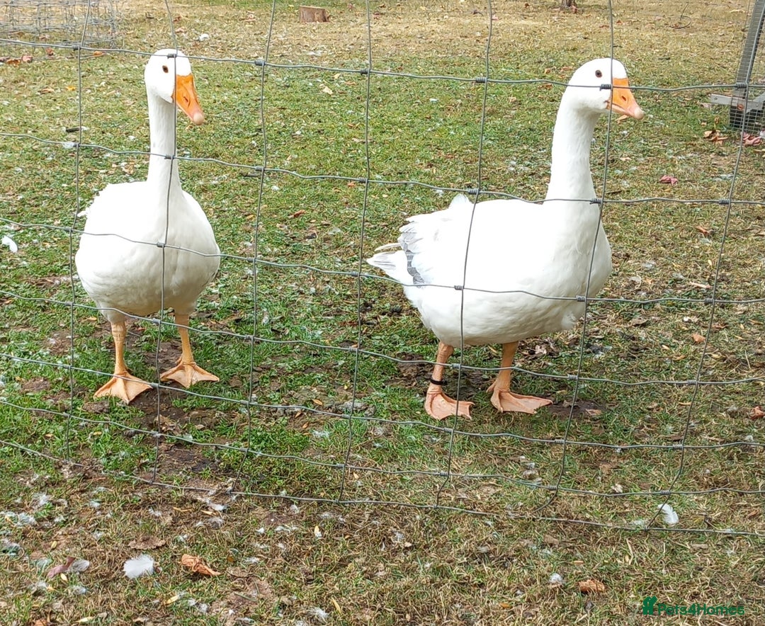 Geese poultry for sale: 2 Pilgrim geese - Image 3