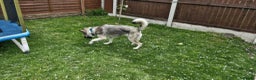 Mixed Breed dogs for sale: Storm - 2 years old - Advert 5