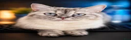 Ragdoll cats for sale: Blue Lynx Point long-haired Rogdoll - Advert 1
