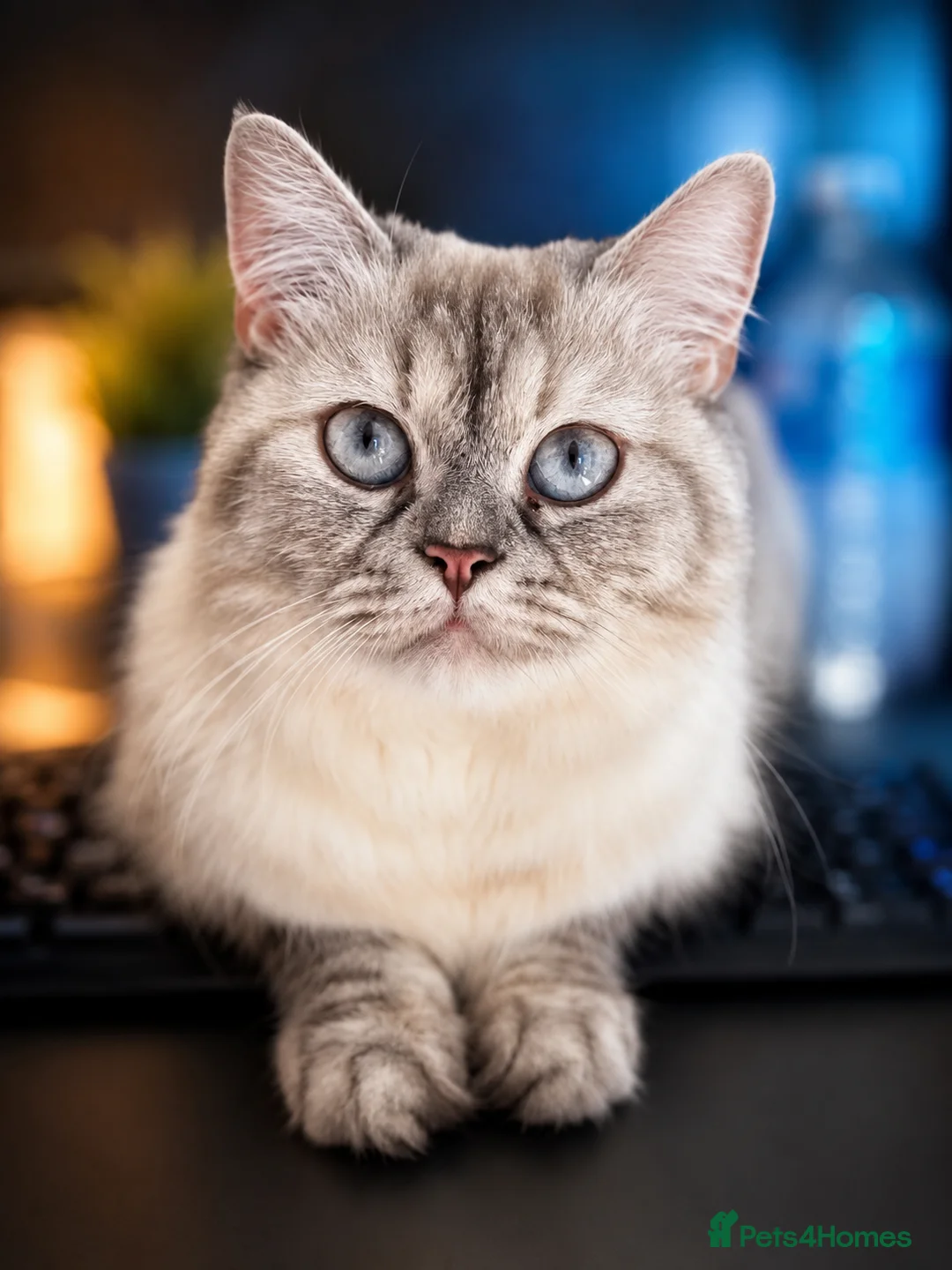 Ragdoll cats for sale: Blue Lynx Point long-haired Rogdoll - Advert 1