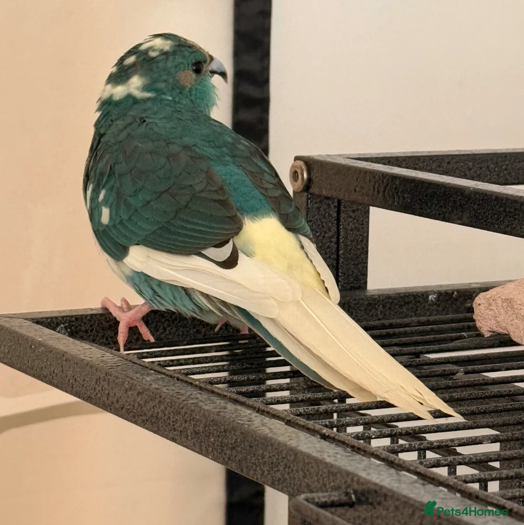 Parrots birds for sale: Bonded  kakariki male and female 7 months old i - Advert 2
