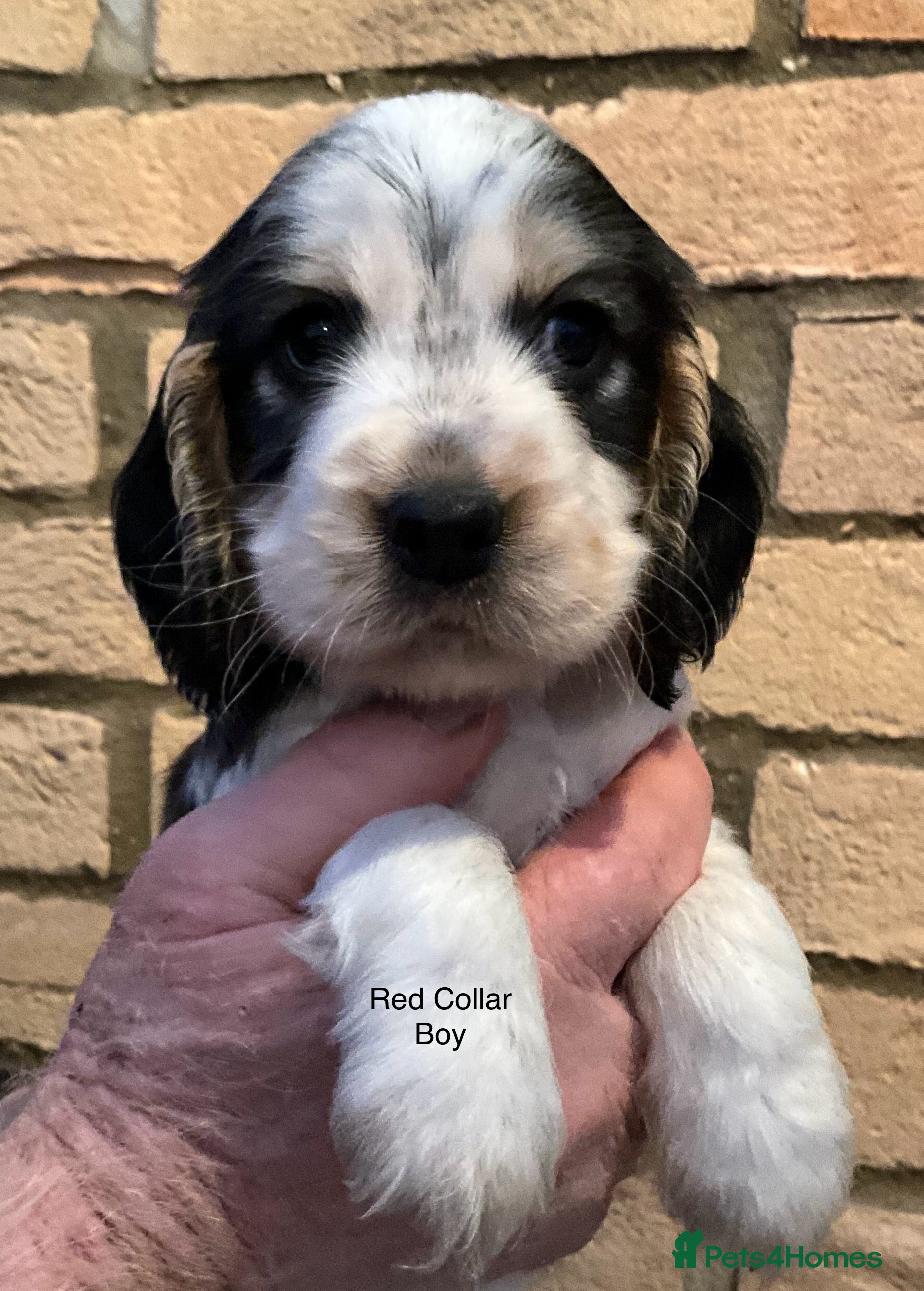 Cocker Spaniel dogs Stunning Litter of Show Cocker Spaniel Puppies  - Advert 11