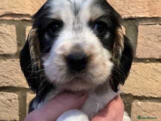 Cocker Spaniel dogs Stunning Litter of Show Cocker Spaniel Puppies - Advert 11