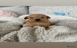 Labradoodle dogs for sale: Red/Apricot Health Tested Miniature Labradoodles - Image 13