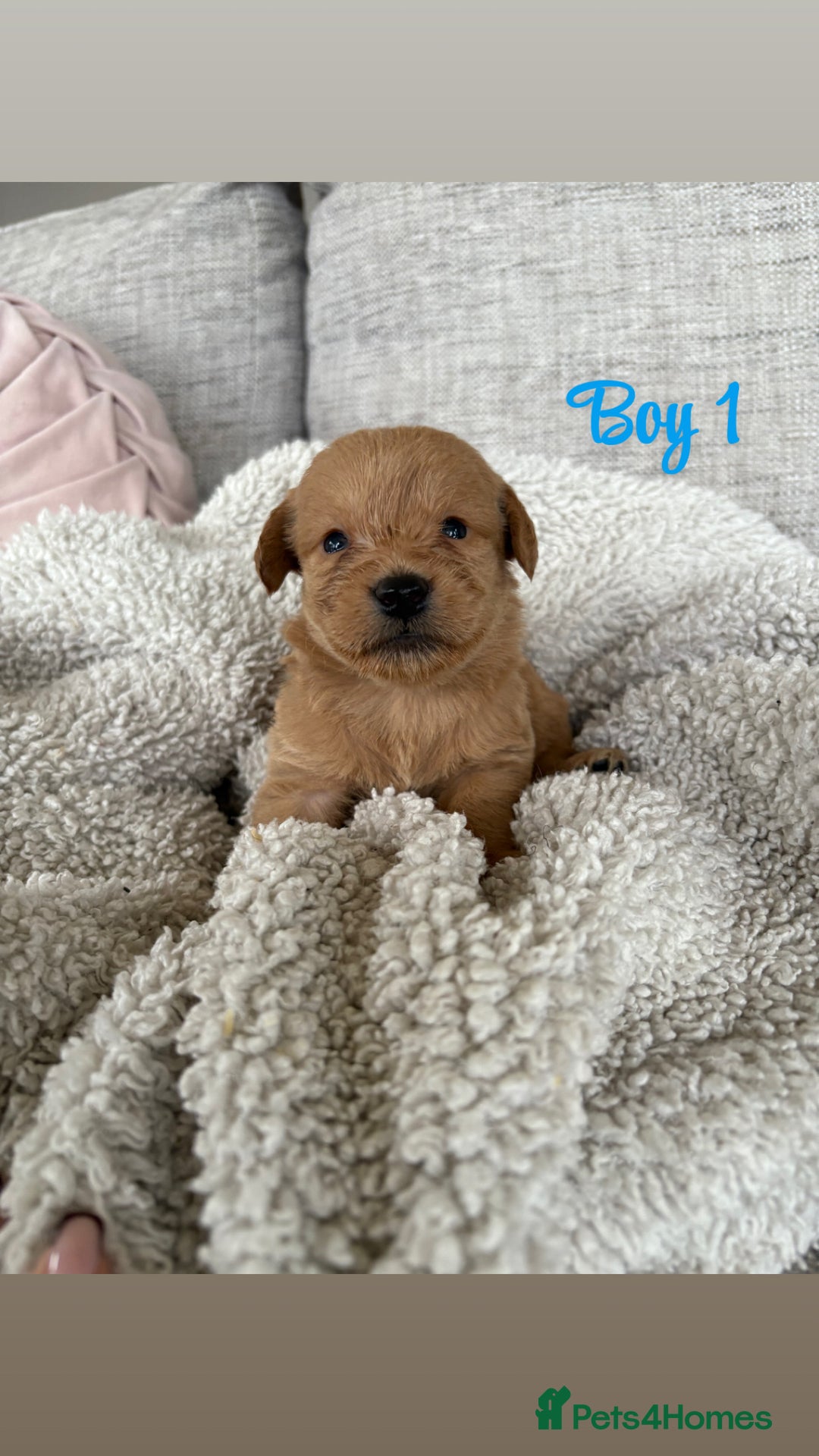Labradoodle dogs for sale: Red/Apricot Health Tested Miniature Labradoodles - Image 13
