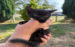 British Shorthair cats for sale: £40 Female British shorthair kitten must go today - Image 1
