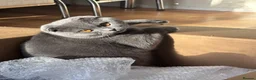 Scottish Fold cats for stud: Blue Scottish fold available for stud  - Advert 5