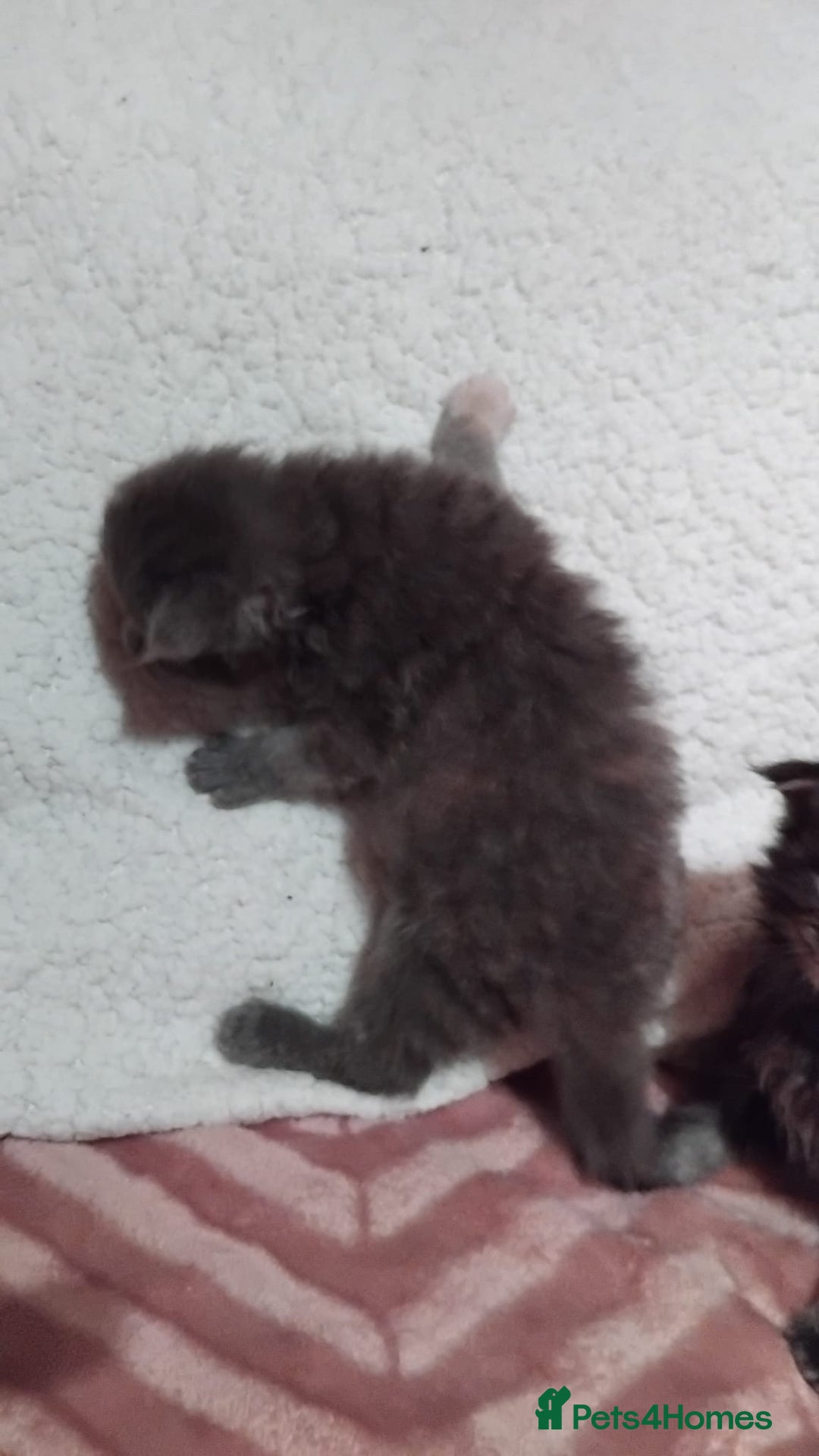 Maine Coon cats for sale: Maine Coons Kittens For Sale  - Advert 5