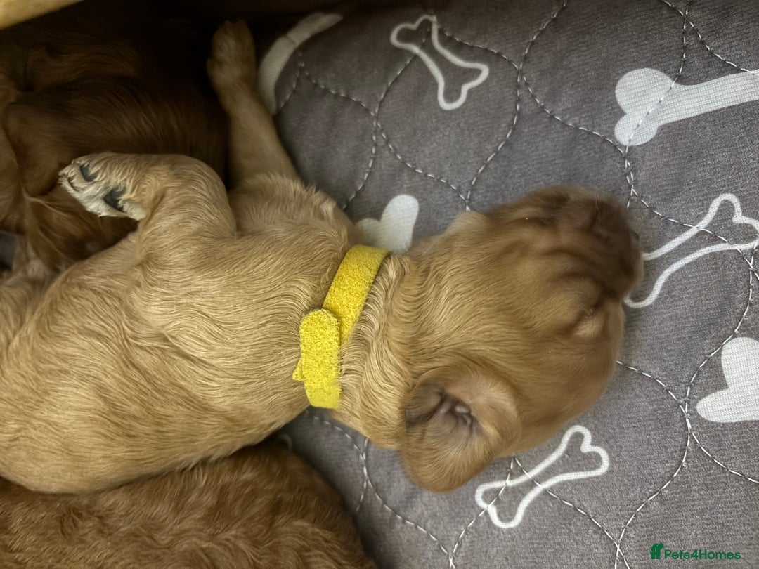 Cockapoo dogs for sale: Cockapoo Puppies  - Image 8