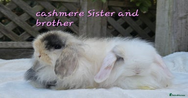Mini Lop rabbits - Advert 3