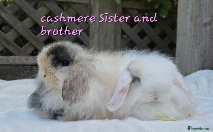 Mini Lop rabbits - Advert 1