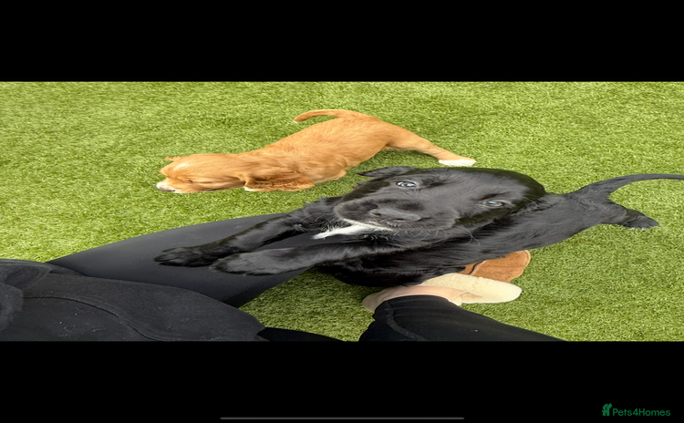 Cocker Spaniel dogs - Advert 7