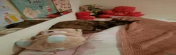Arabian Mau cats for sale: Stunning Arabian Maus for adoption! - Advert 8