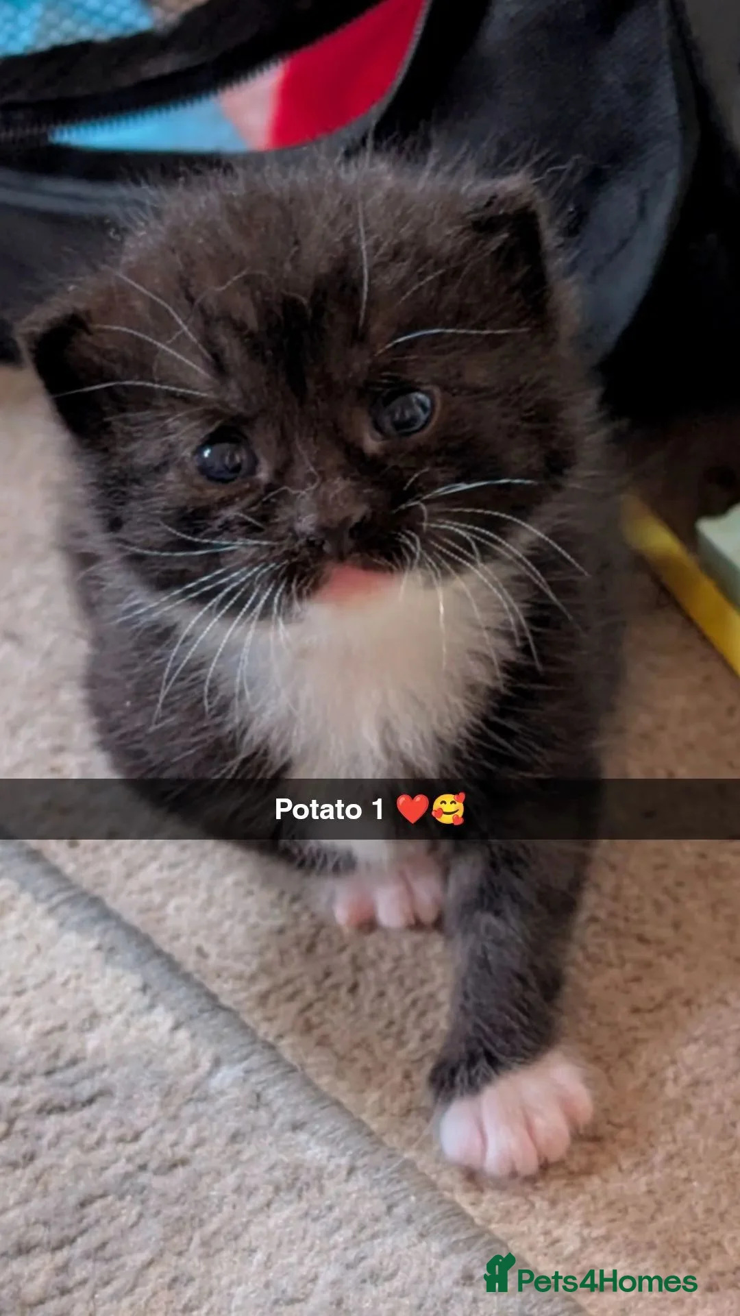 Mixed Breed cats for sale: Kittens Ragdoll X - Advert 2