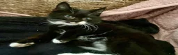 Mixed Breed cats for sale: Beautiful black & white kittens ready to go!  - Advert 10