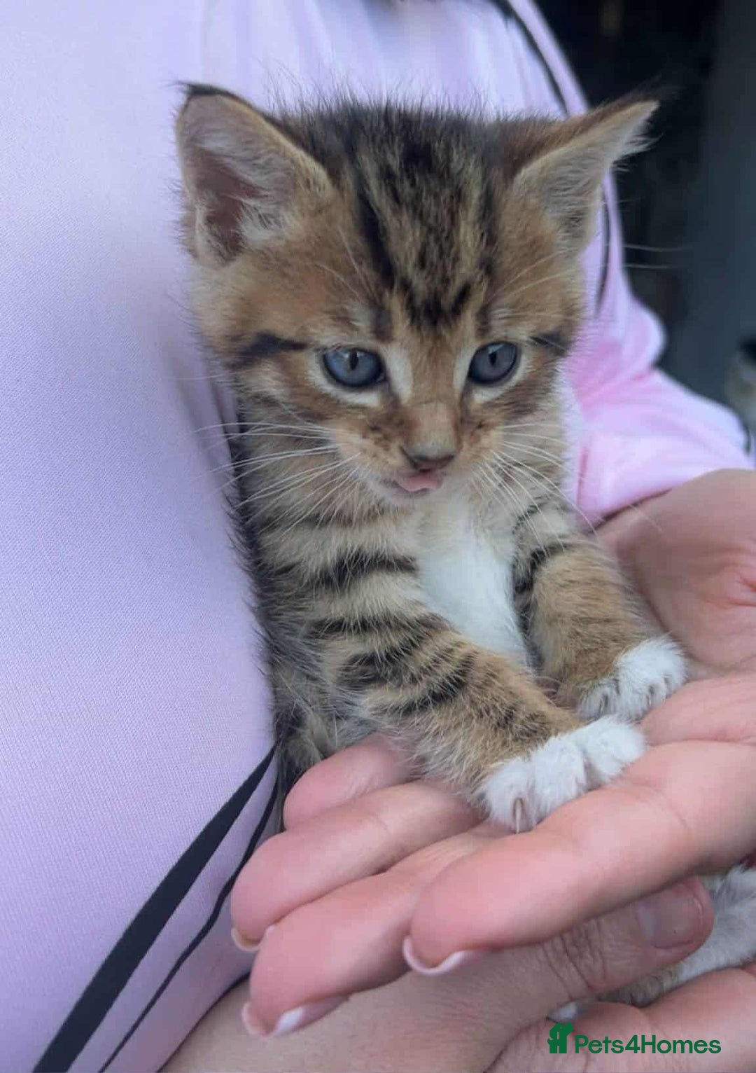 Bengal cats for sale: Manecoon x bengal kittens mink & grey  - Image 4
