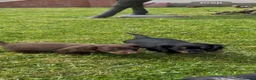 Dachshund dogs for sale: Seven beautiful dachshund Puppies - Advert 10