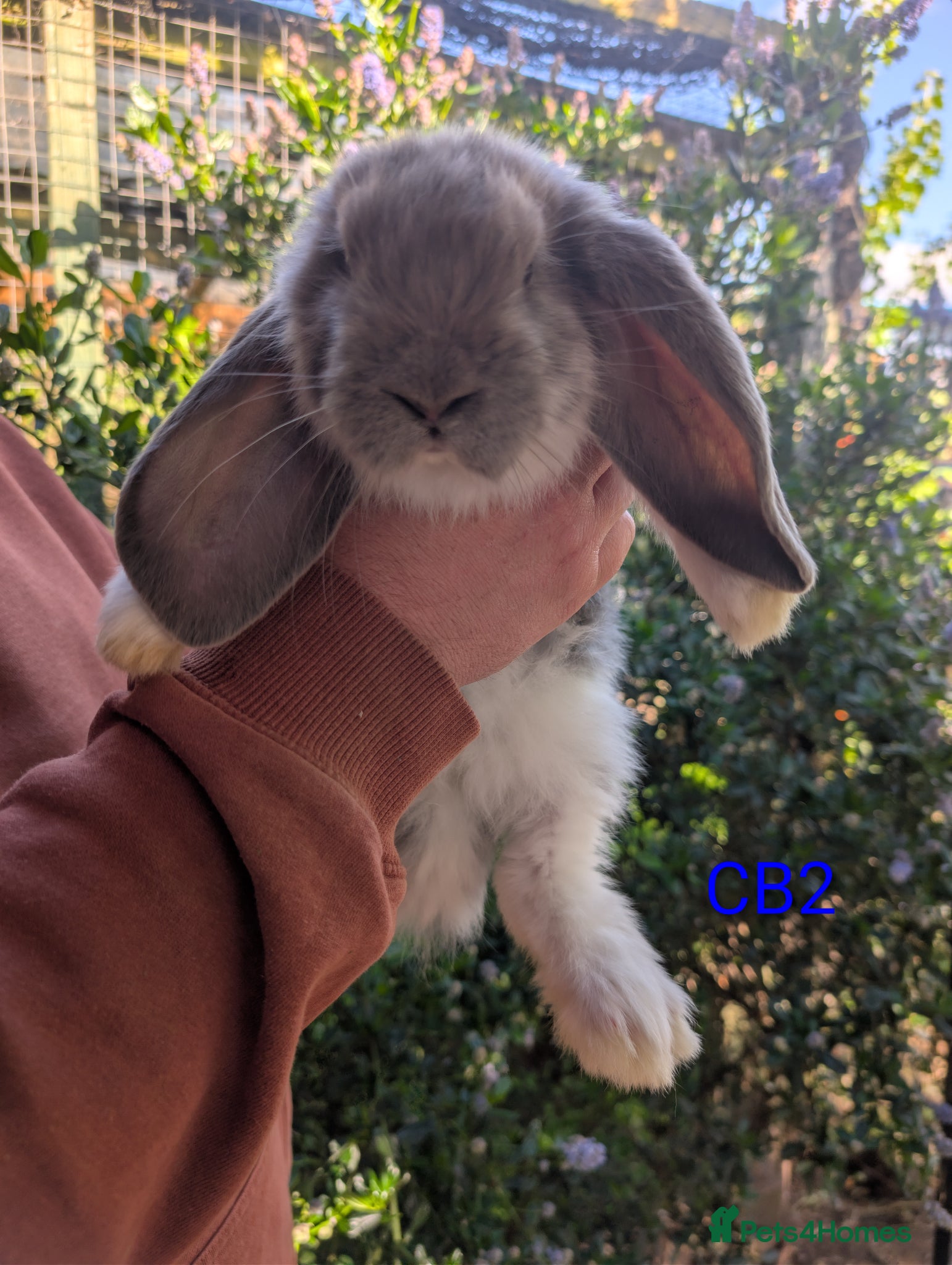 French Lop rabbits Beautiful French lops  - Advert 2