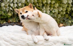 Japanese Shiba Inu dogs for sale: Beautiful Cream Shiba Inu boy for sale  - Image 30