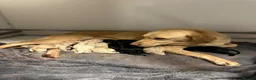 Labrador Retriever dogs for sale: Working Labs  - Advert 14