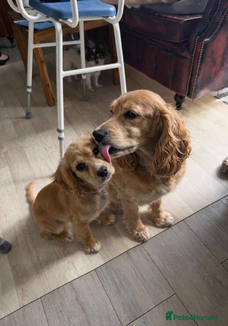 Cockalier dogs Affectionate Cockerlier  - Advert 3