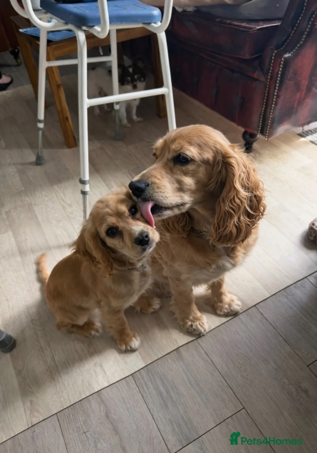 Cockalier dogs for sale: Affectionate Cockerlier  - Advert 1