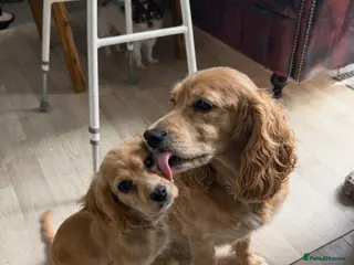 Cockalier dogs Affectionate Cockerlier - Advert 10