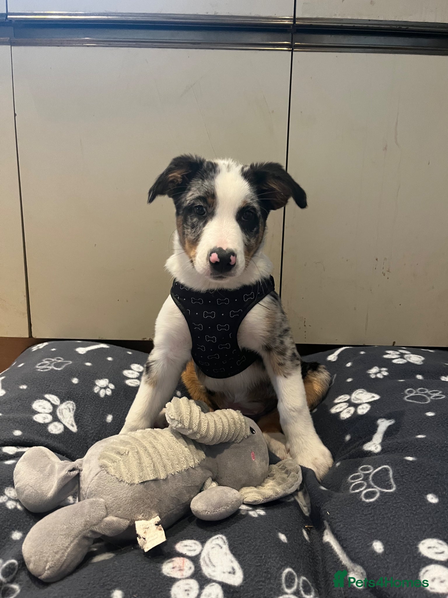 Border Collie dogs for sale: beautiful blue merle last boy left  - Advert 10