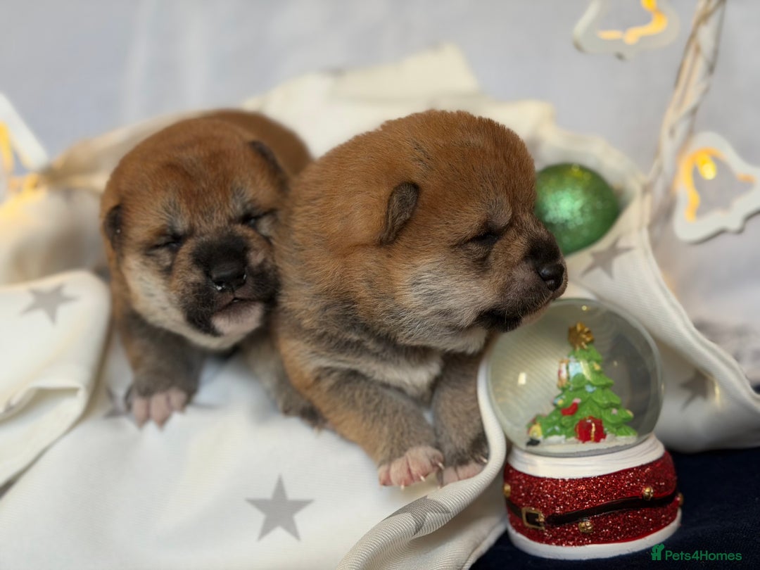 Japanese Shiba Inu dogs for sale: Japanese Shiba health tested , champion bloodline  - Advert 8