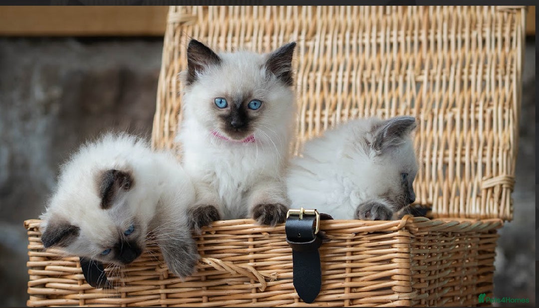 Ragdoll cats for sale: Beautiful Ragdoll Queen - Image 7