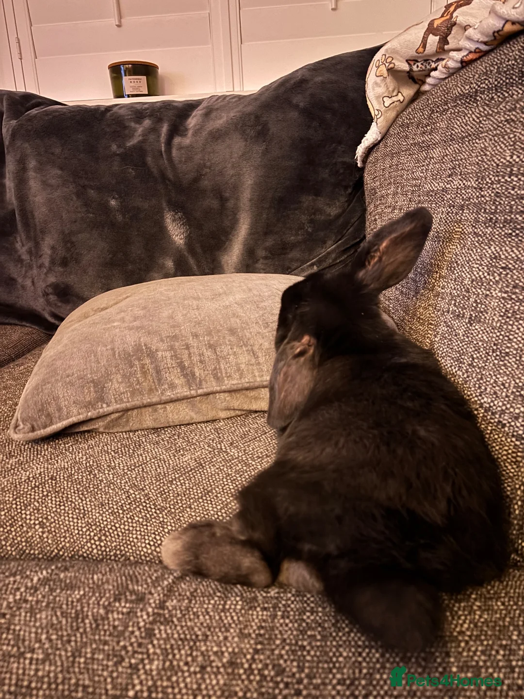 Mini Lop rabbits for sale: Mini Lop for sale in Northwich - Advert 2