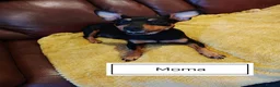 Miniature Pinscher dogs for sale: Beautiful Miniature Pincher puppies  - Advert 3