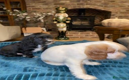 Cockalier dogs for sale: Beautiful little boys  - Image 3