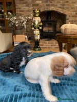 Cockalier dogs - Advert 5